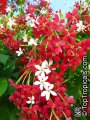 Quisqualis indica - exotique grande vigeur très resistant séheresse et très parfumé